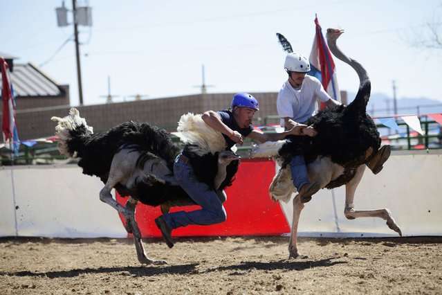 Ostrich Festival In Chandler